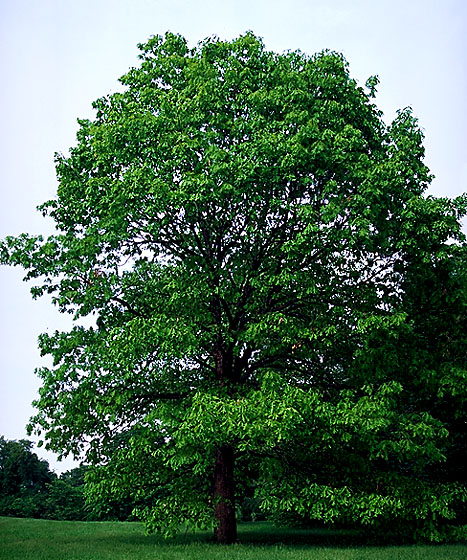 White Oak, Red Oak Tree, Pin Oak, Maple, Tree Nursery, Douglas Fir Tree